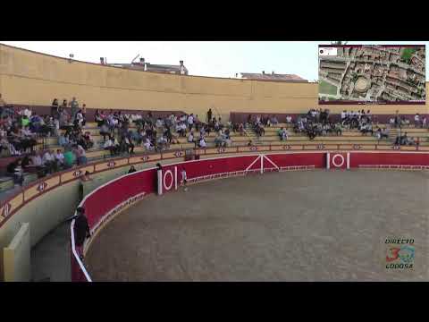 Lodosa Angustias 2025 Salida Plaza Toro Con Soga Sábado 11 10 25 