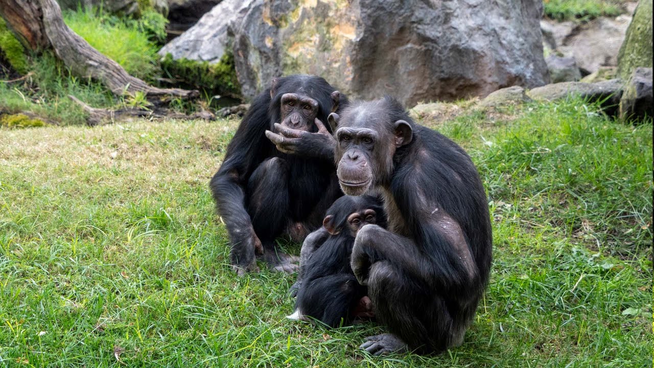 BIOPARC Valencia completa con éxito la integración en su familia del chimpancé criado a mano