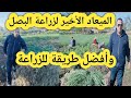 The Latest Date For Planting Onions And The Correct Planting Method The Latest Date For Planting Onions And The Correct Planting Method