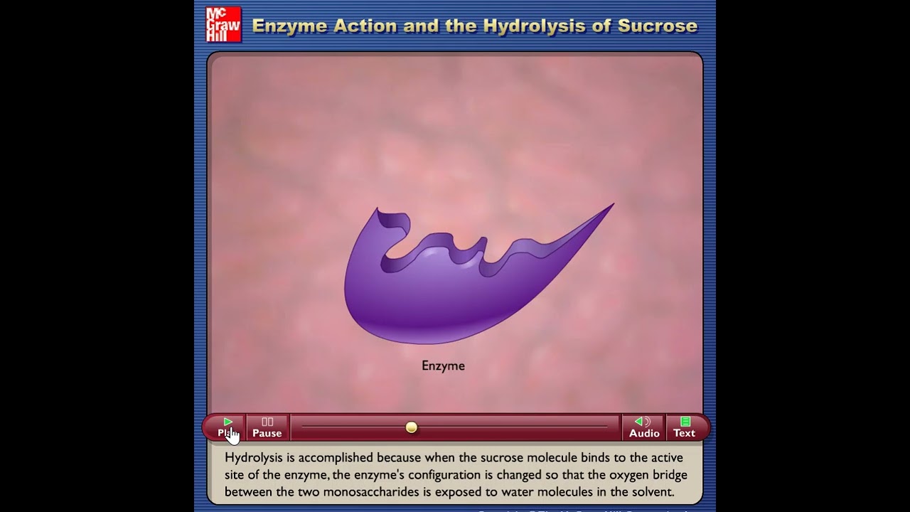 Enzyme Action and the Hydrolysis of Sucrose