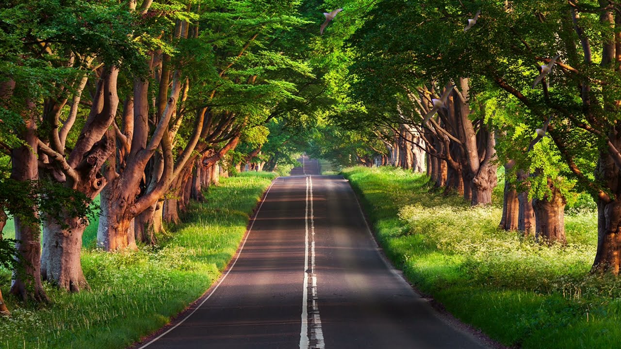 Forest Road No Copyright Video | Road Copyright Free Videos | Road Free Stock Videos | Free Footage