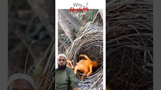 Qari hamid ali zada | Beautiful Quran recitation | Hub of bayan