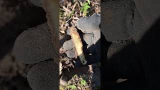 Scyzoryk i poszukiwania #rutus #metaldetecting #poszukiwaczeskarbów #metaldetector #metaldetectors