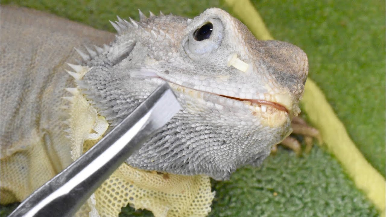 ハナエノキとやらを採取する瞬間！！