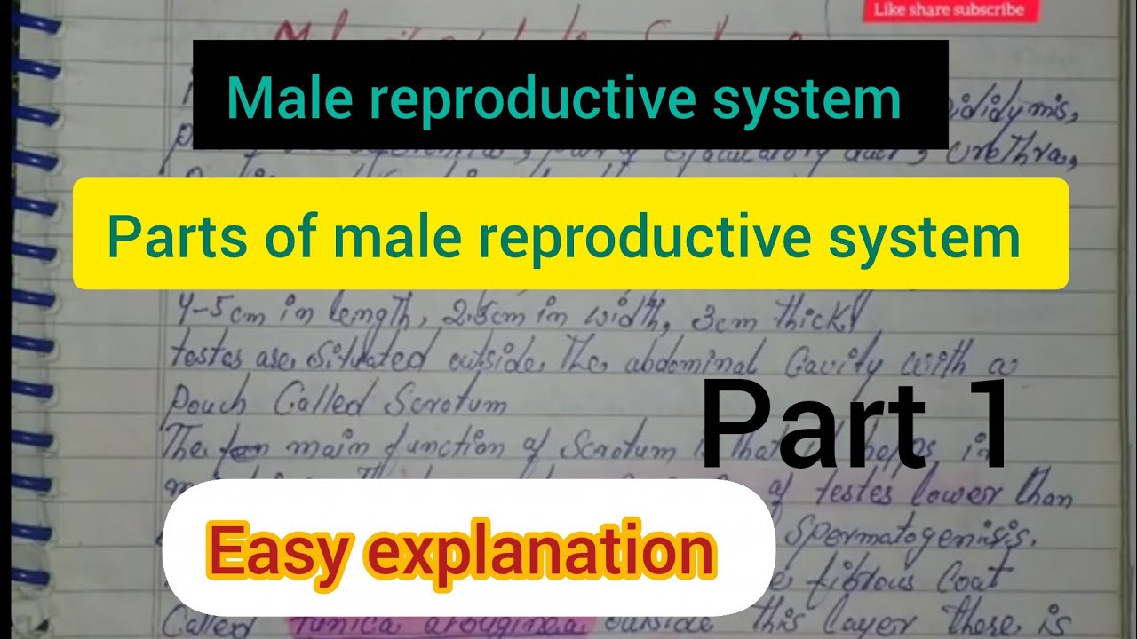 Male reproductive system 