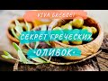 Греческие оливки ● Как собирают, какие они бывают? Как делают оливковое масло?  ❤ Греция