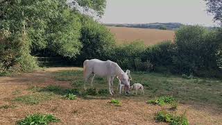 SOS 2026: Class B Wild Agility: : Team ‘Hobbits & Unicorns’ Jacki & Neville: 3067/07/22U & N4028H