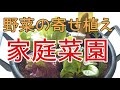 [家庭菜園]お家で野菜の寄せ植え作り！ガーデニング初心者の方も大丈夫！