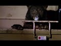 Bear turns to a life of crime | Bear Crimes | BBC Earth Kids