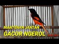 Burung Mantenan Jantan Gacor Mp3 - Mp4 Download