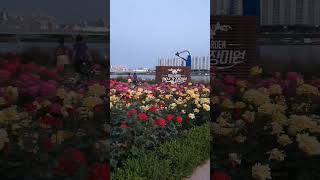 #장미꽃 한송이#오승근