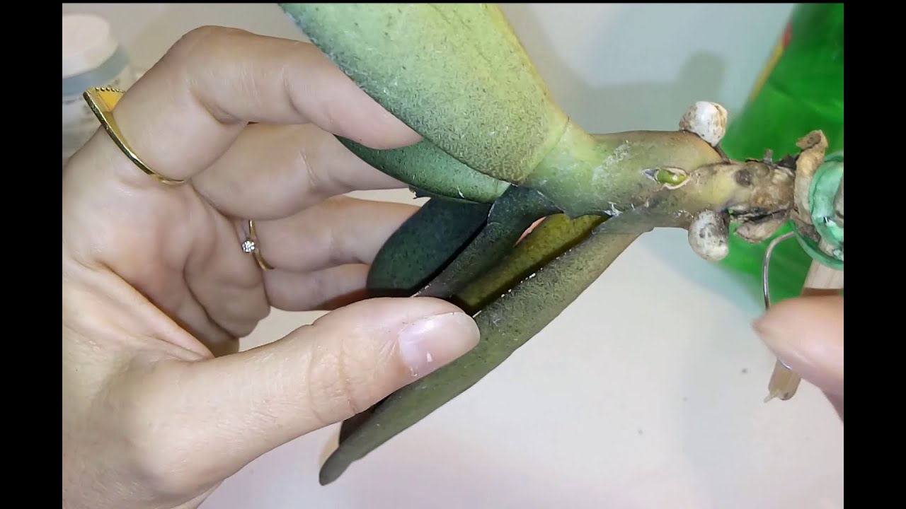 Como Salvar Orquídeas sem raiz nenhuma!!!