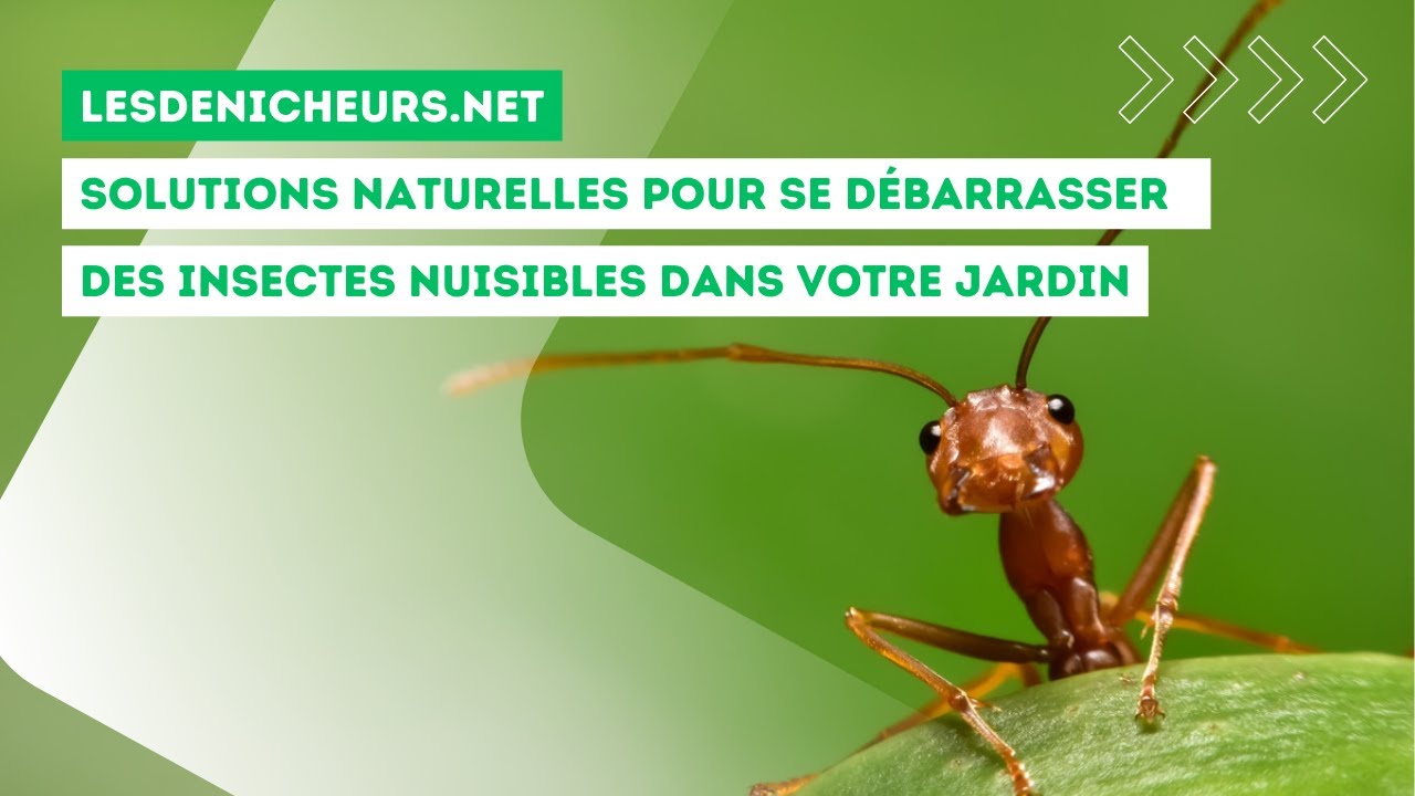 Les solutions naturelles pour se débarrasser des insectes nuisibles dans votre jardin