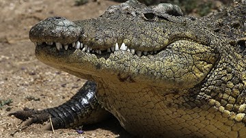 Суперхищники  Крокодил National Geographic