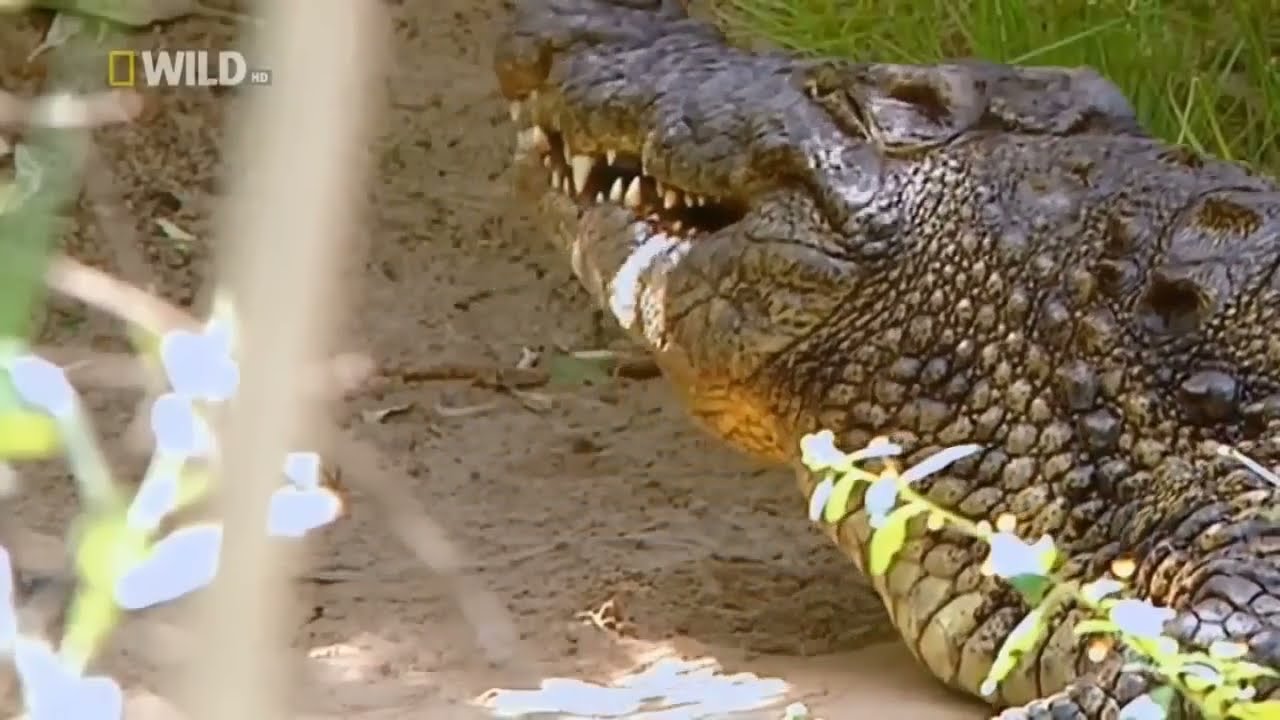 Суперхищники Крокодил National Geographic фотки