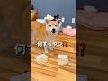 付け方合ってる？😂#柴犬 #チワワ #shorts