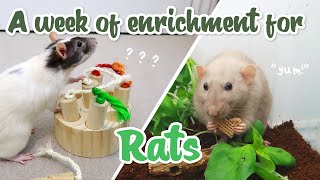 Giving my rats enrichment every day for a week