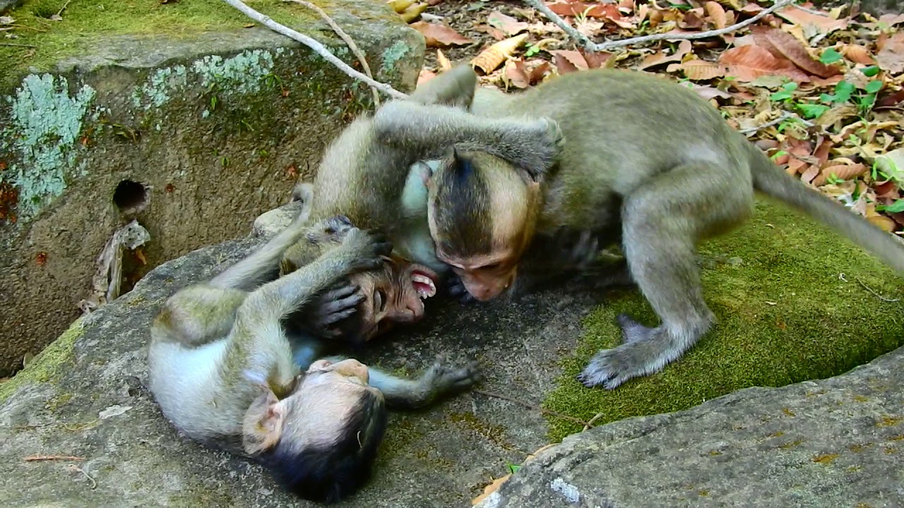 challenges of globalization Brave Baby David Challenges with Big Monkeys