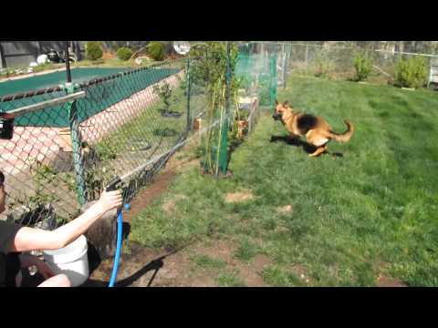 German Shepherd absolutely loves playing with water hose