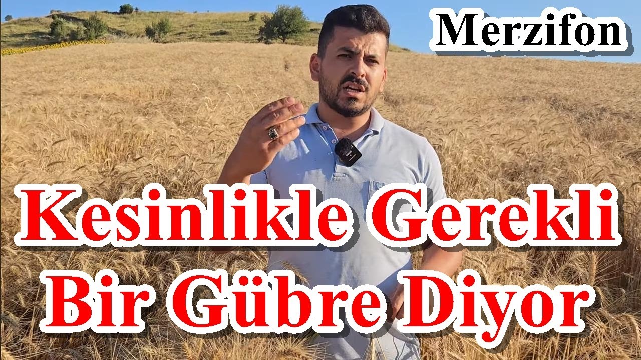 Merzifon - Buğdayda Yapraktan Gübreleme - Buğday için Yaprak Gübresi
