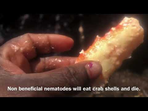 Vídeo: Onion Root Knot Nematode Management: Como tratar os nematoides do nó da raiz em cebolas