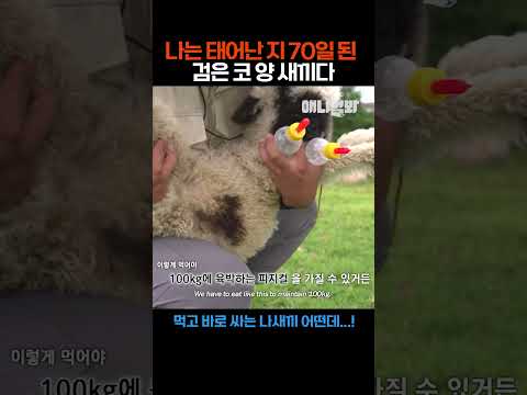 나는 태어난 <strong>지</strong> 70일된 검은 코 <strong>양</strong> 새끼다  #애니멀봐 #shorts