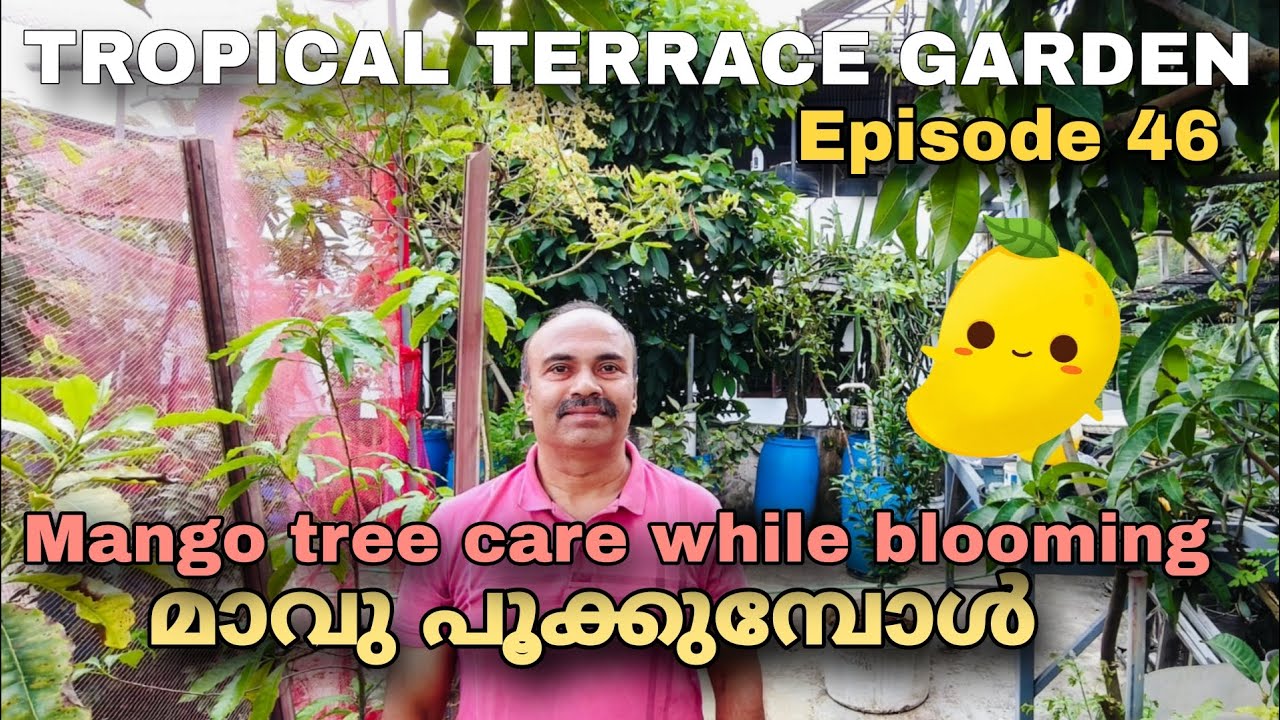 Episode 46 | മാവ് പൂക്കുമ്പോൾ | Mango Tree Care while Blooming 