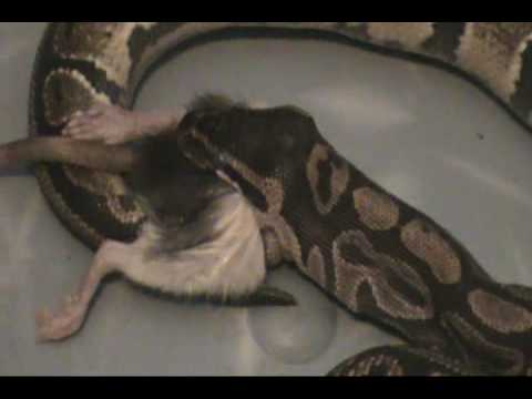 Feeding my ball python a live rat - YouTube