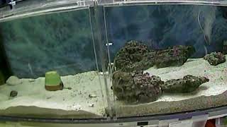 2octopusesInteractingSideview