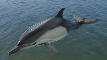 CGI 3D Animated Dolphin in Blender | Rigged and Animated