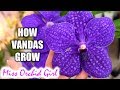 Growth stages of Vanda Orchids - What you should know about your Vanda