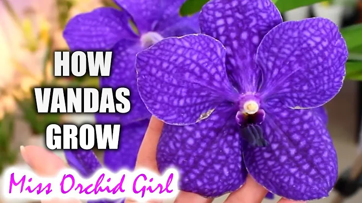 Growth stages of Vanda Orchids - What you should know about your Vanda