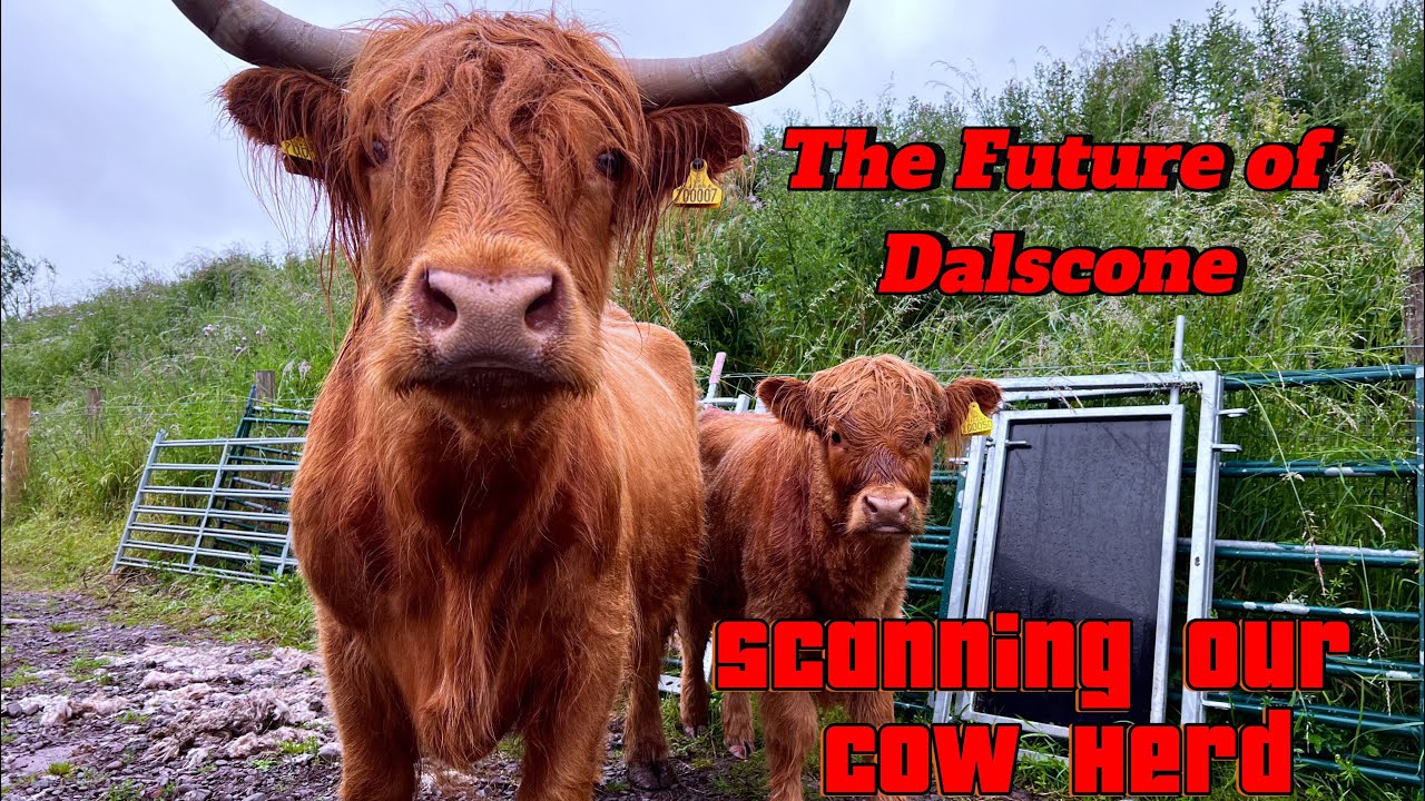 MEGA VLOG: Disaster or Miracle? Scanning the Cows Ends in a Surprise!