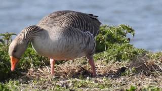 Greylag Goose building a nest