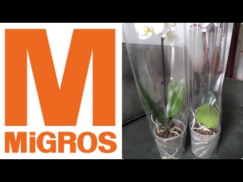 Video: Orkide tuza dayanıklı mı?