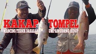 Cara Mancing Ikan Kakap Tompel Jenaha, Teknik Dasaran Umpan Udang Hidup