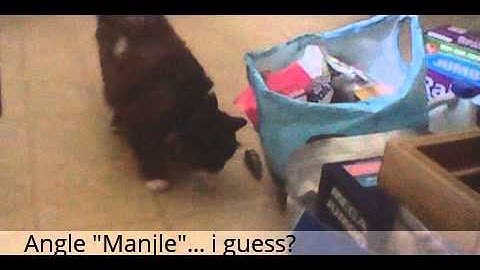 Cats react to HexBug Larva