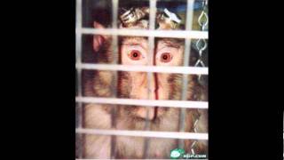Stop buying the cosmetic that test on animals!!