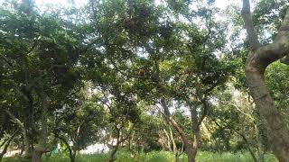 Story whatsapp - titip ka angin, kebun rambutan