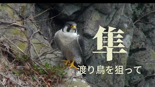 Falcon cooperative play『隼・生と死』
