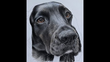 Drawing of cocker spaniel in coloured pencils Part 5 finishing the face tutorial time lapse