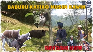 Baburu Katiko Musim Kawin (Buru Babi) Komedi Minangkabau