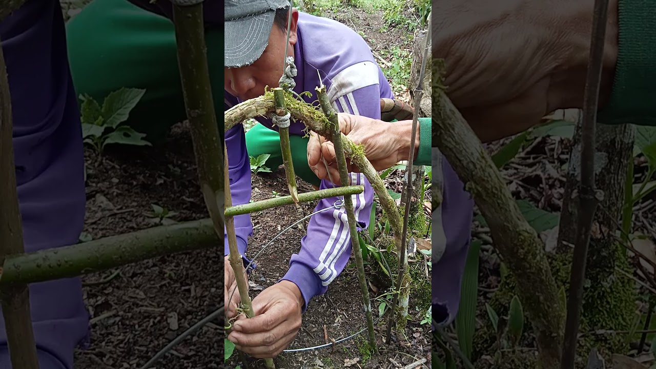 Tutorial pemasangan jerat landak super ampuh