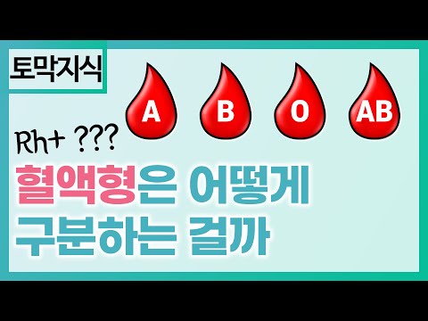 혈액형 1편 -  혈액형은 어떻게 구분하는가. HOW TO differentiate blood types? [토막지식]