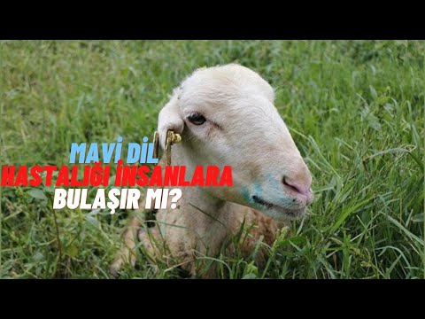 Mavi Dil Hastalığı Nedir? -(Hayvanların Ölümüne Sebep Olur Mu?)