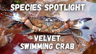 Species Spotlight  Velvet Swimming Crab