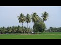 Beautiful Country Side Tour | Village Tour | Thiruvarur | Thanjavur |  - Rice Bowl of TamilNadu ?