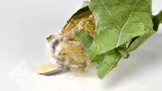 Actias Luna (moth) Emerging from Cocoon (Timelapse)