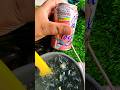 Finger Limes Caviar Limes Finger Limes Caviar Limes