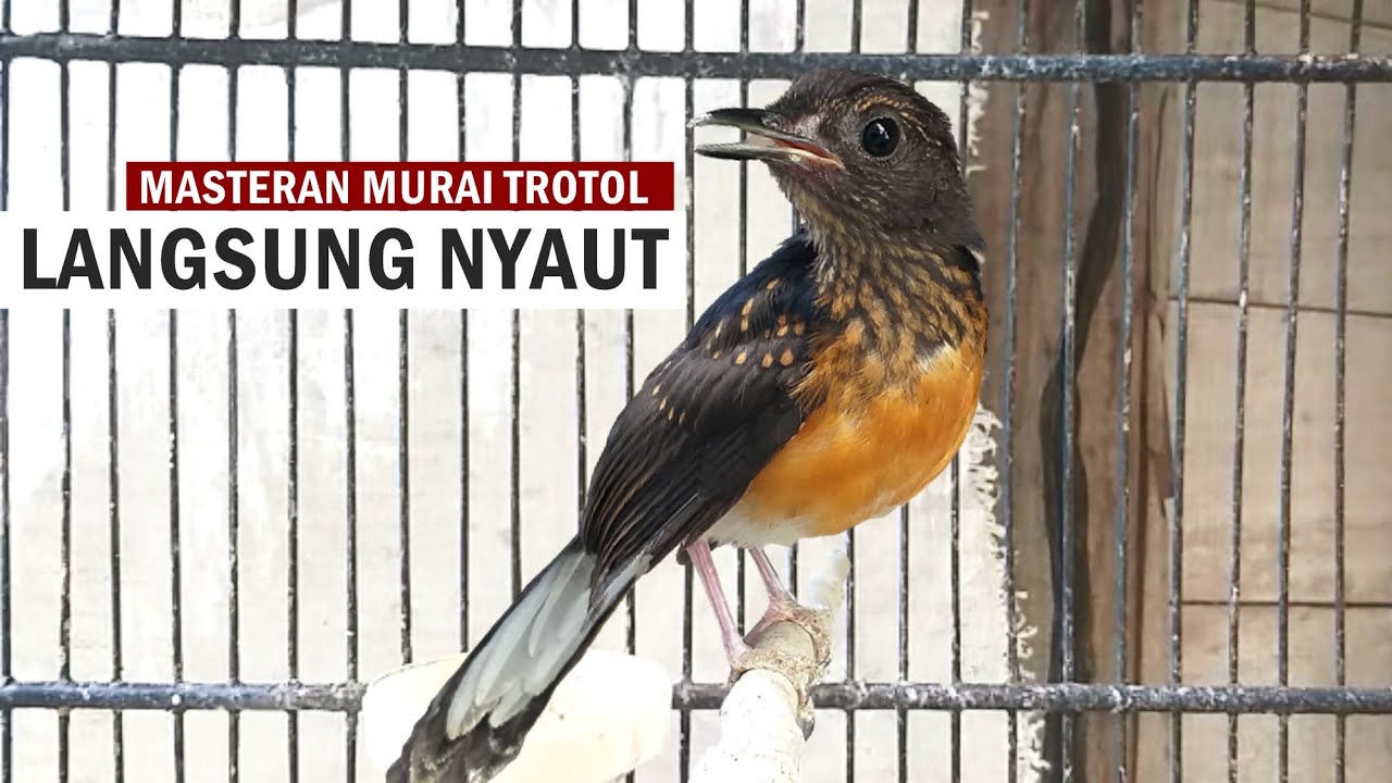 MURAI BATU TROTOL GACOR ‼️ Suara pancingan MB anakan agar cepat EMOSI & NGEPLONG Bongkar isian